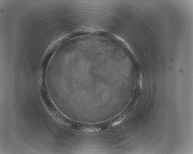 X0000083560736200702231603