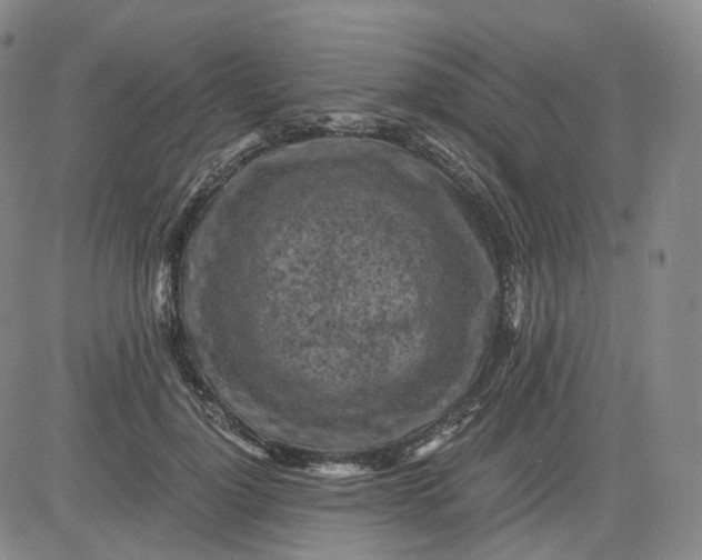 X0000083560748200702231603