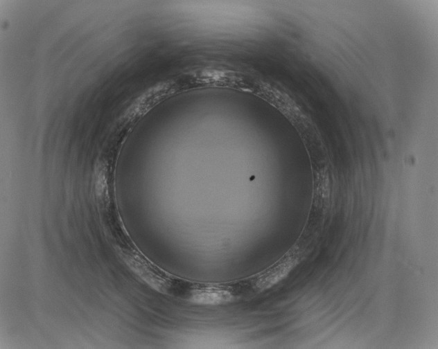 X0000083560754200702231603