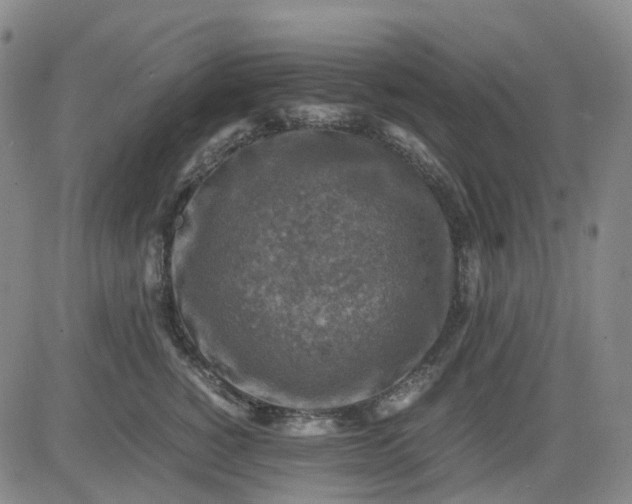 X0000083560760200702231603