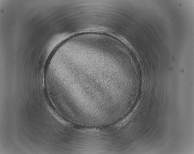 X0000083560838200702231601