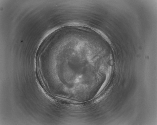 X0000083560839200702231601