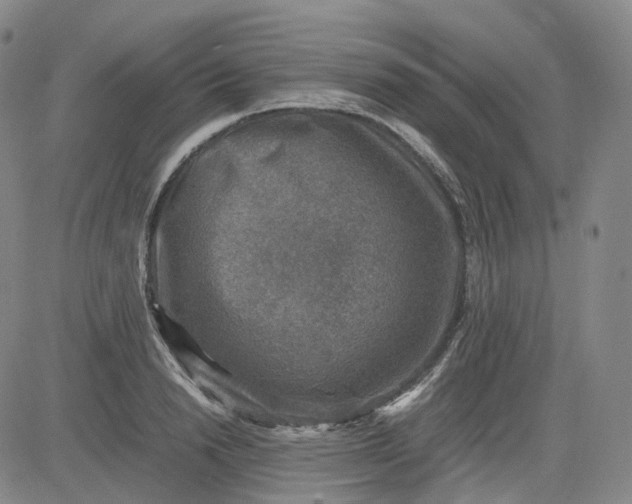 X0000083560846200702231601