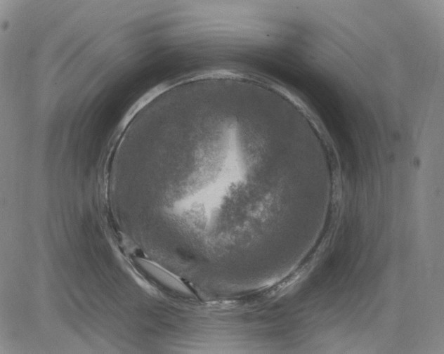 X0000083560858200702231601