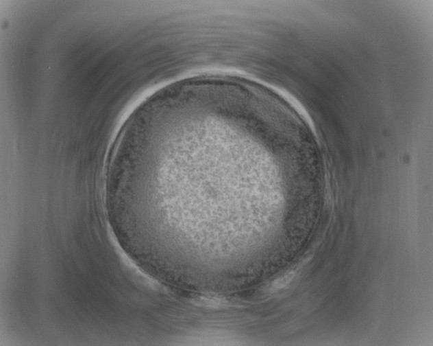 X0000083560911200702231600