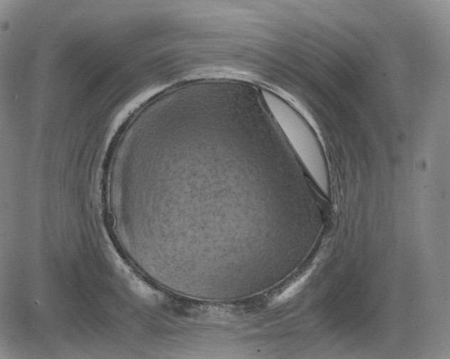 X0000083560995200702231558