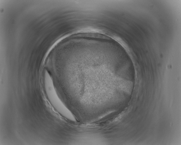 X0000083561008200702231558