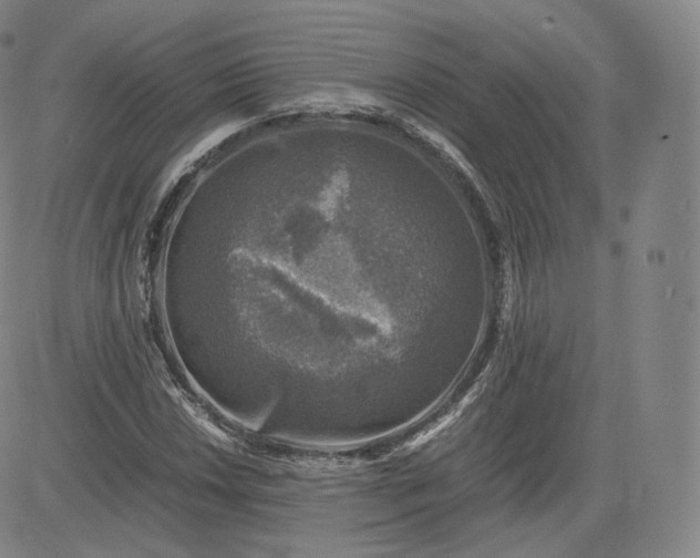 X0000083561018200702231558