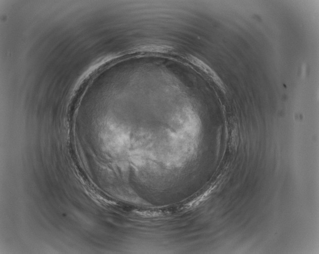 X0000083561027200702231558