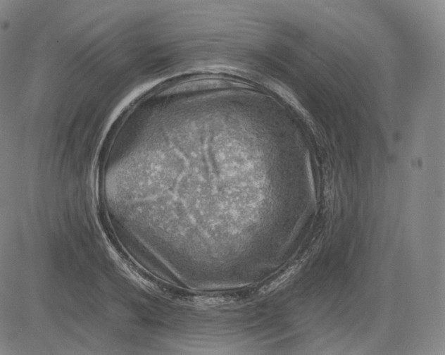 X0000083561032200702231558