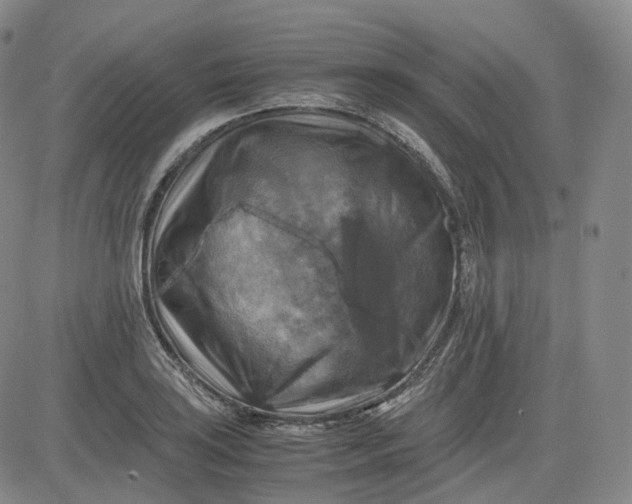 X0000083561035200702231558