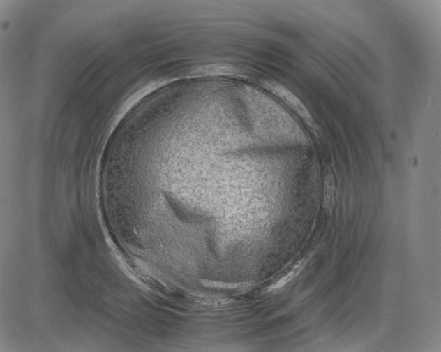 X0000083561039200702231558