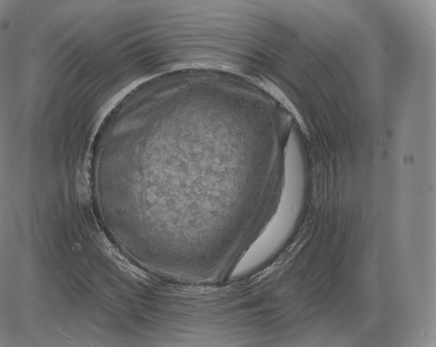 X0000083561068200702231557