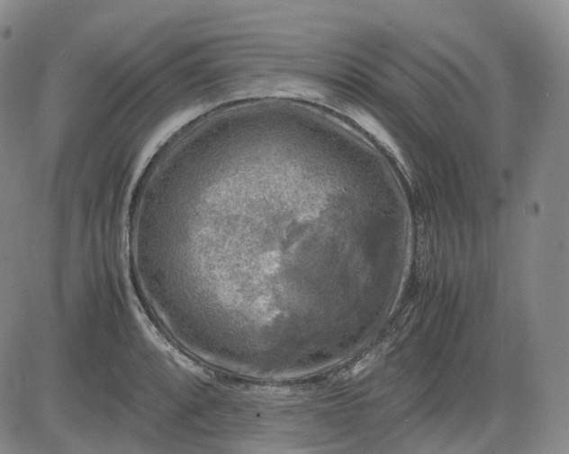 X0000083561088200702231557