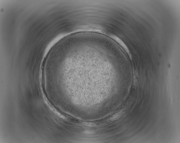 X0000083561096200702231557