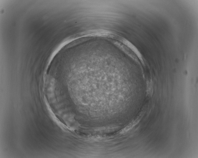 X0000083561099200702231557