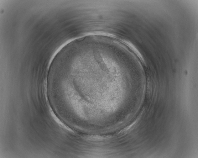 X0000083561100200702231557