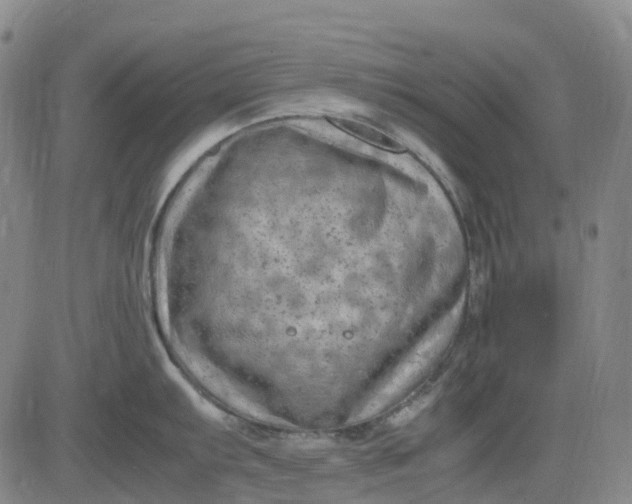 X0000083561103200702231557