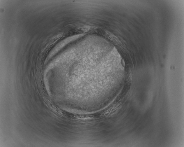 X0000083561105200702231556