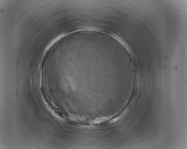 X0000083561127200702231556