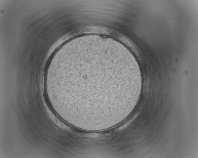 X0000083561130200702231556