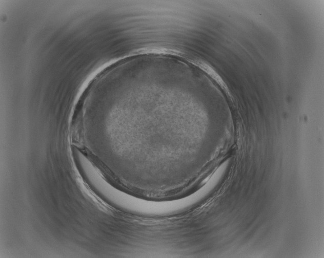 X0000083561132200702231556