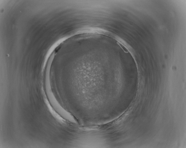 X0000083561152200702231557