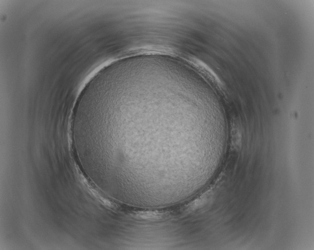 X0000083561182200702231555