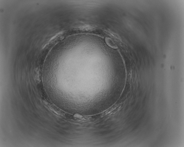 X0000083561205200702231554