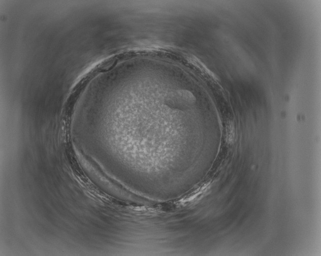 X0000083561208200702231554