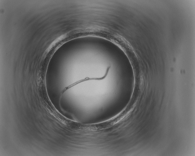 X0000083561210200702231554