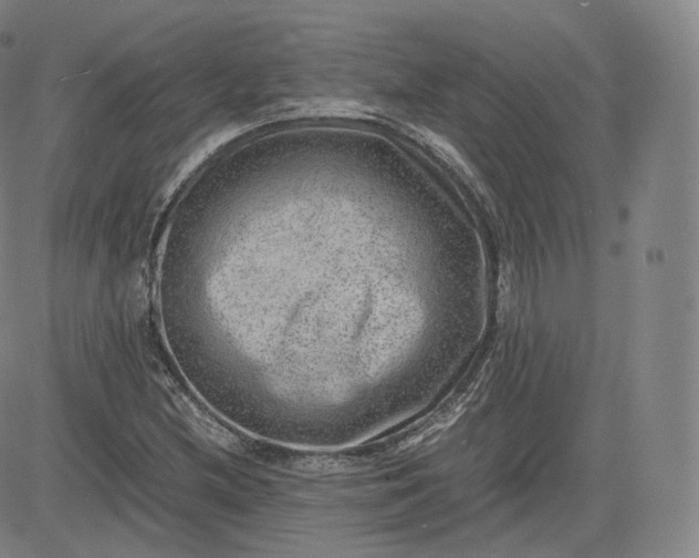 X0000083561212200702231554