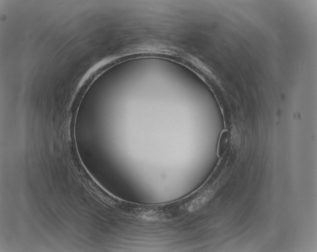 X0000083561222200702231555