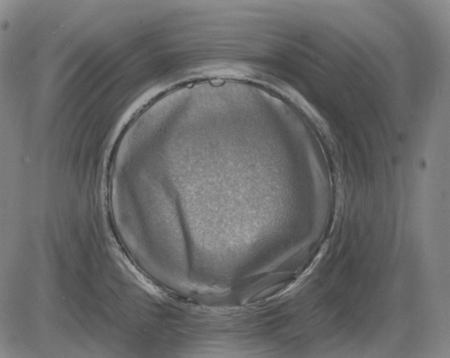 X0000083561240200702231555