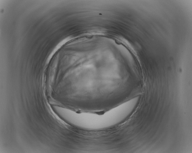 X0000083561243200702231555