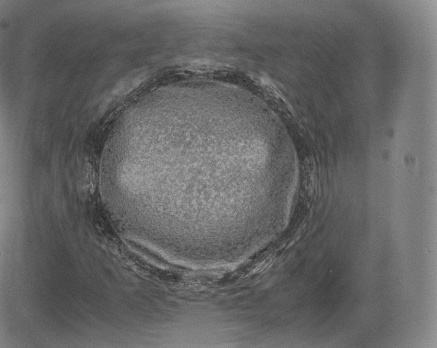 X0000083561253200702231554