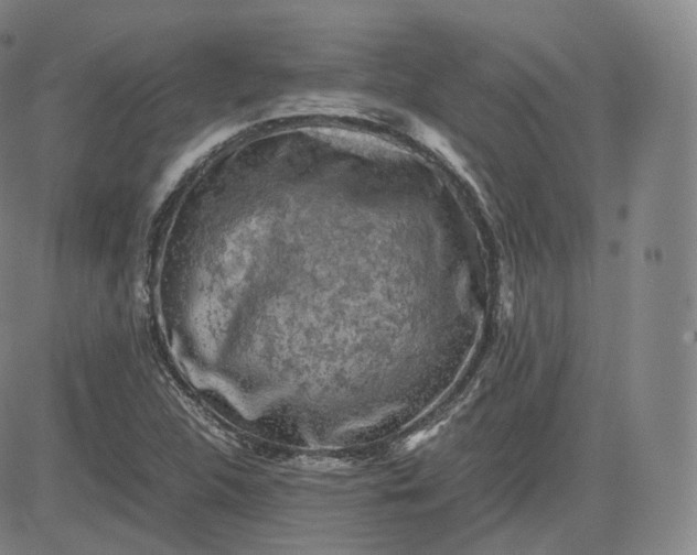 X0000083561312200702231553