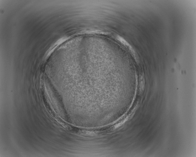 X0000083561361200702231552