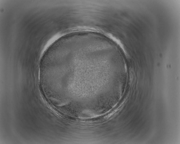 X0000083561365200702231552