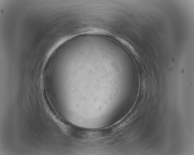 X0000083561375200702231552