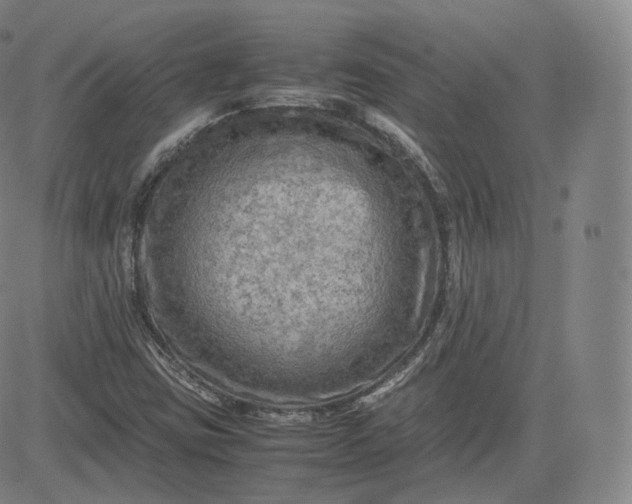 X0000083561403200702231551