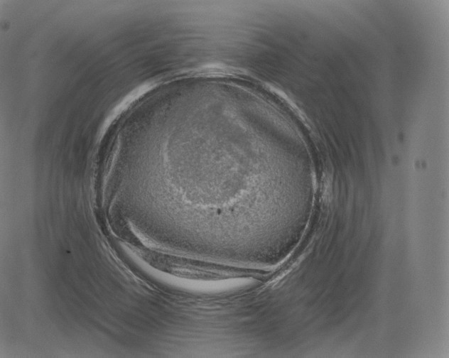 X0000083561410200702231551