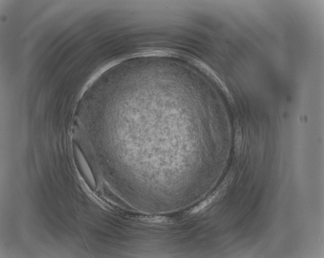 X0000083561417200702231551