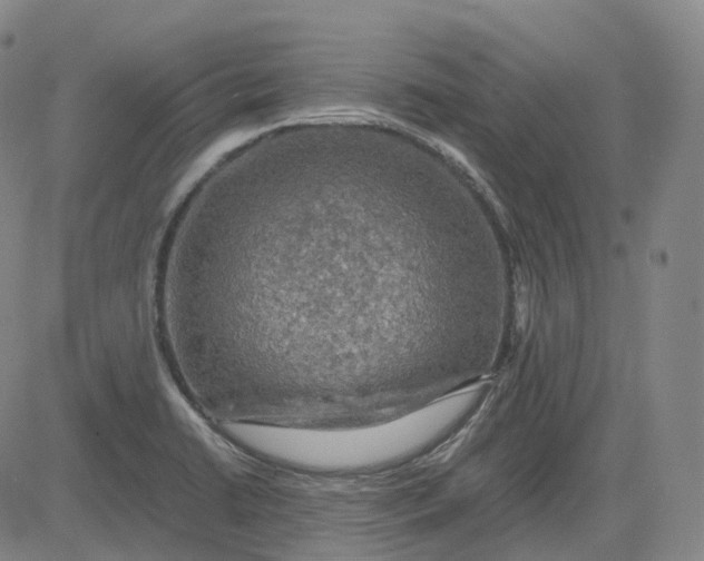 X0000083561422200702231551