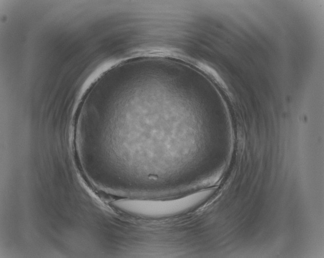 X0000083561424200702231551