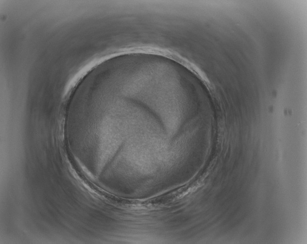 X0000083561504200702231550