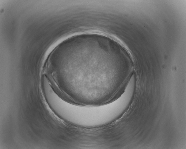 X0000083561520200702231550