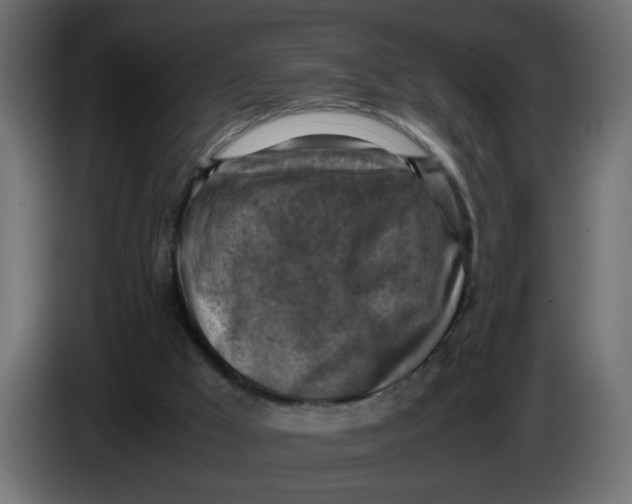 X0000083560009200703021732