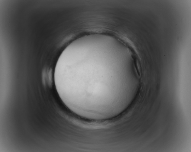 X0000083560020200703021732