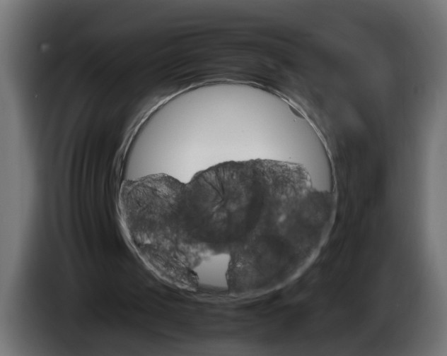 X0000083560049200703021730